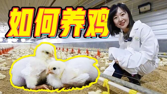 现代养殖理念下家禽的营养策略与健康管理