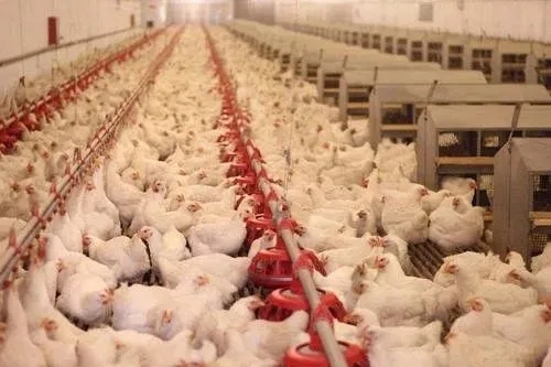 7家肉鸡上市公司发布了6月肉鸡销售情况简报 养殖形势不太乐观