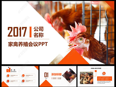 农业农产品生态养殖农家土鸡蛋ppt模板
